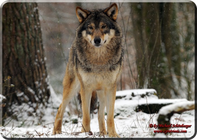 Schwedischer Wolf